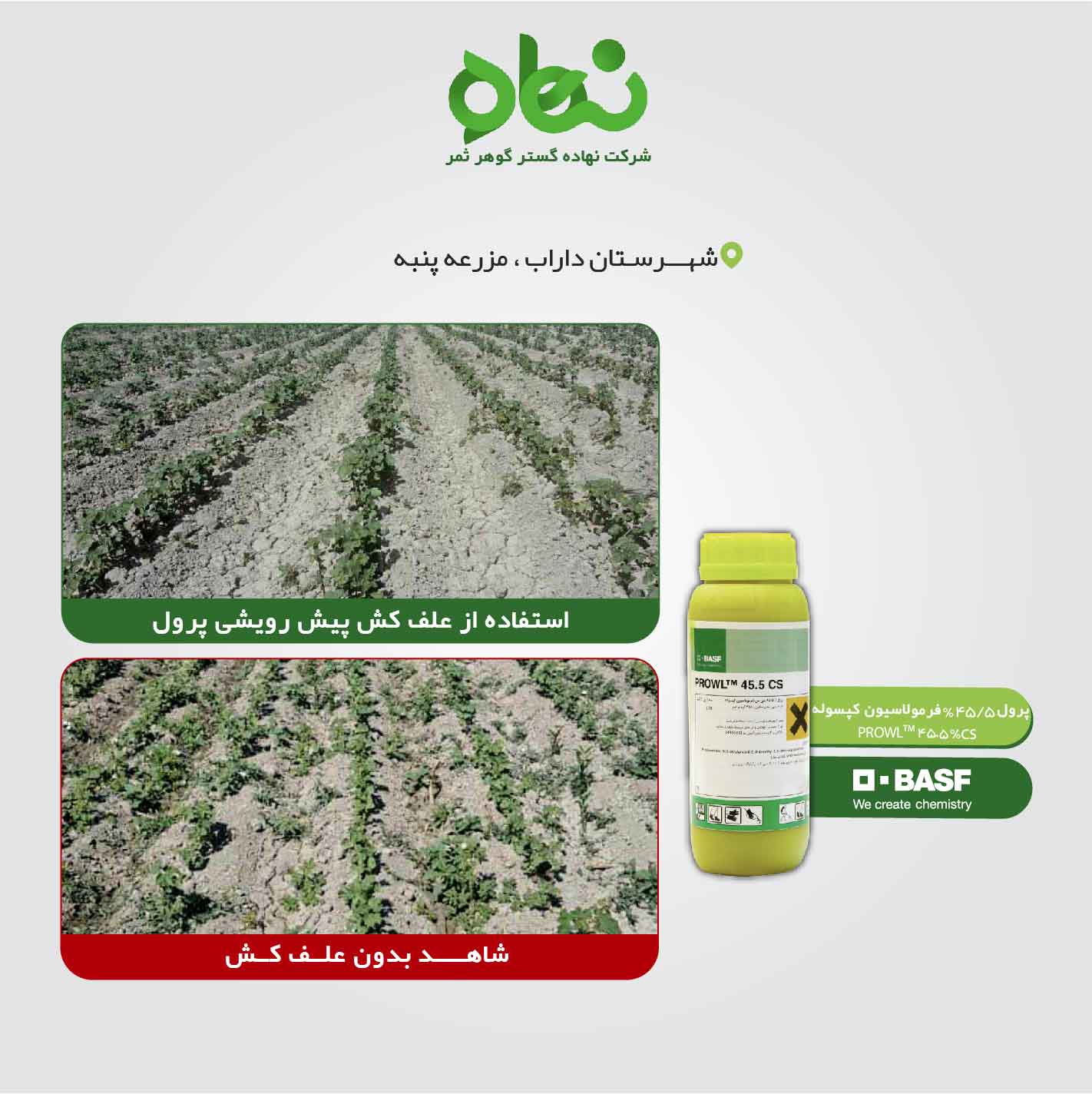 Use of Prowl pre-emergence herbicide in cotton fields